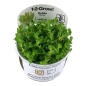 Preview: Rotala indica 'Bonsai' - Bonsai / Indische Rotala 1-2-Grow!